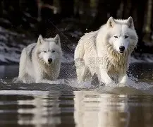 狼队客场告捷,塔芬坎普极具威胁单线进购藏得好,冬季包稳 狼队客场告捷,塔芬坎普极具威胁单线进购藏得好,冬季包稳